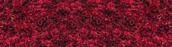 Beautiful red roses. Flower wall. Close-up of huge red roses. Place for text