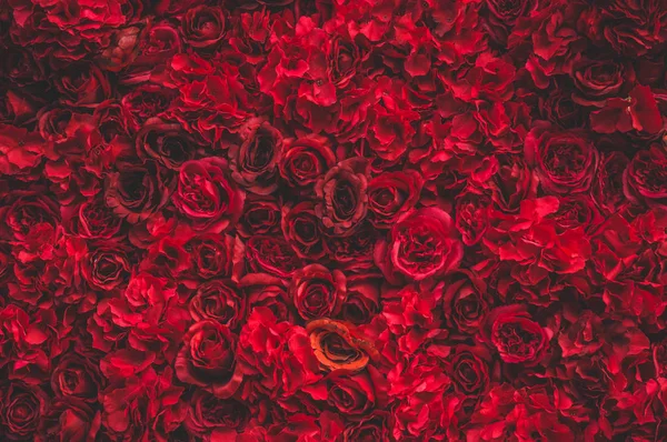 ดอกกุหลาบสีแดงสวย ผนังดอกไม้ ดอกกุหลาบสีแดงขนาดใหญ่ สถานที่สําหรับข้อความ — ภาพถ่ายสต็อก