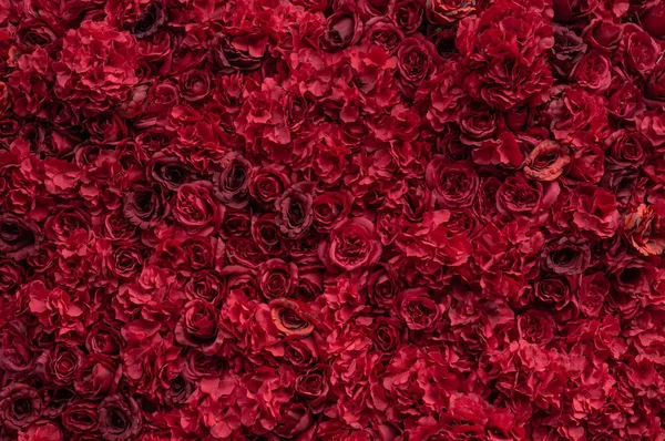 Hermosas rosas rojas. Muro de flores. Primer plano de enormes rosas rojas. Lugar para el texto — Foto de Stock