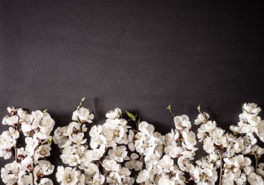 Bahar tatilleri için şenlikli arka plan. Siyah arka planda bahar çiçekleri. Kayısı çiçeği. Üstte görüntü