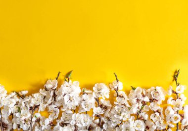 Bahar tatilleri için şenlikli arka plan. Renkli arka planda bahar çiçekleri. Kayısı çiçeği. Üstte görüntü