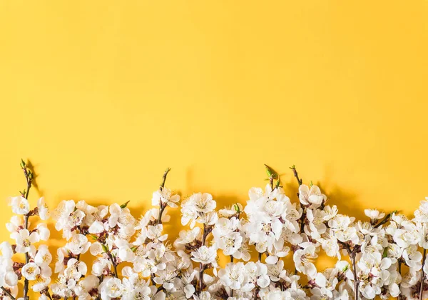 Slavnostní zázemí pro jarní prázdniny. Jarní květiny na barevném pozadí. Meruňkové květy. Pohled shora — Stock fotografie
