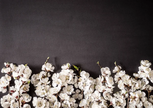 Bahar tatilleri için şenlikli arka plan. Siyah arka planda bahar çiçekleri. Kayısı çiçeği. Üstte görüntü