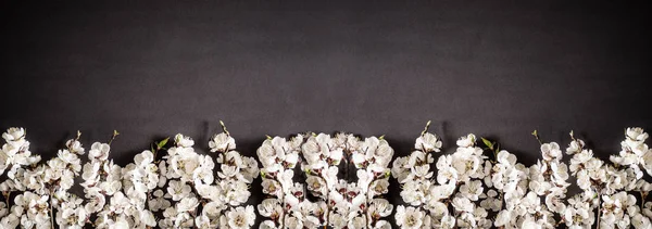 Festive background for spring holidays. Spring flowers on black background. Apricot blossom . Top view