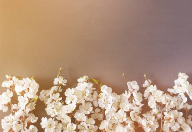 Bahar tatilleri için şenlikli arka plan. Siyah arka planda bahar çiçekleri. Kayısı çiçeği. Üstte görüntü