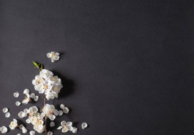 Bahar tatilleri için şenlikli arka plan. Siyah arka planda bahar çiçekleri. Kayısı çiçeği. Üstte görüntü