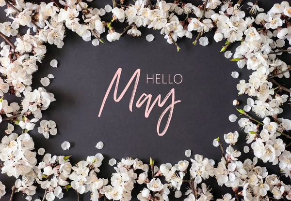 Postcard Hello May. Spring flowers on black  background. Apricot blossom . Top view.