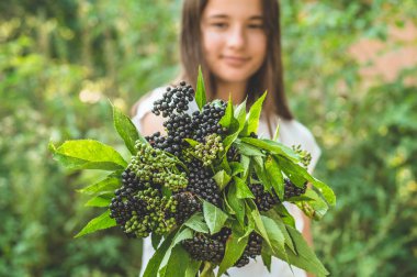 Kız elinde kümeleri bahçede meyve siyah mürver tutar (Sambucus nigra). Yaşlı, siyah yaşlı.