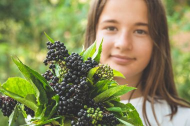 Kız elinde kümeleri bahçede meyve siyah mürver tutar (Sambucus nigra). Yaşlı, siyah yaşlı.