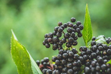 Kümeler güneş ışığında bahçede meyve siyah mürver (Sambucus nigra). yaşlı, siyah yaşlı