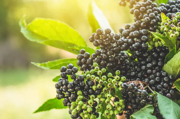 Grappes fruits sureau noir dans le jardin à la lumière du soleil (Sambucus nigra). aîné, aîné noir — Photo