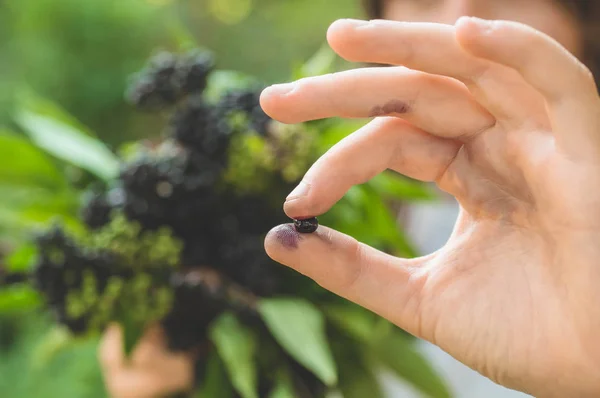 Mädchen hält Trauben von schwarzen Holunder im Garten (sambucus nigra) in den Händen. Holunder, schwarzer Holunder. — Stockfoto