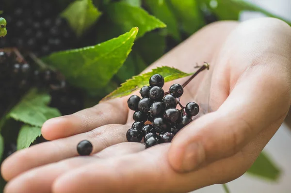 Gadis memegang di tangan cluster buah elderberry hitam di taman (Sambucus nigra). Sesepuh, hitam tua . — Stok Foto