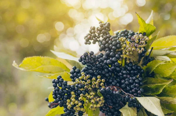 กลุ่มผลไม้สีดํา elderberry ในสวนในแสงแดด (Sambucus nigra) ผู้สูงอายุ, ผิวดํา — ภาพถ่ายสต็อก