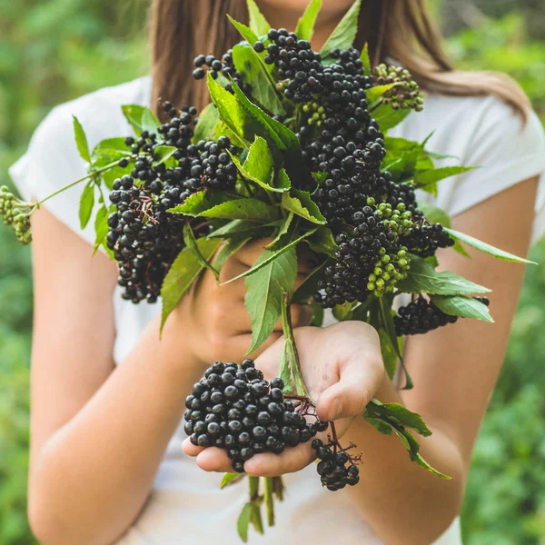 Mädchen hält Trauben von schwarzen Holunder im Garten (sambucus nigra) in den Händen. Holunder, schwarzer Holunder. — Stockfoto