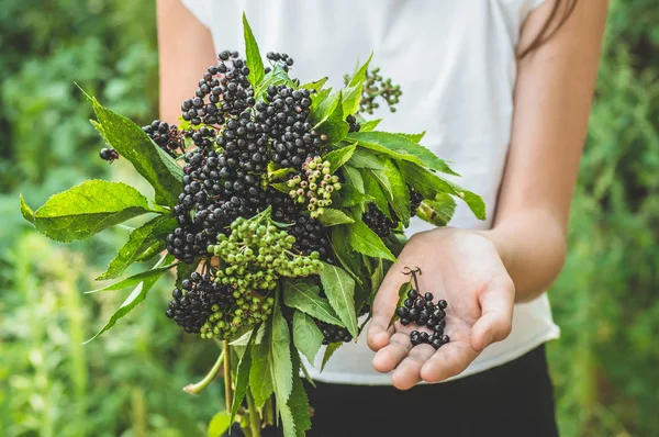 Menina segura em mãos cachos de frutas sabugueiro preto no jardim (Sambucus nigra). Ancião, ancião negro . — Fotografia de Stock