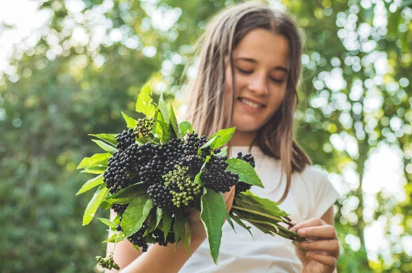 Κορίτσι κρατά στα χέρια συστάδες φρούτων μαύρο μούρο στον κήπο (Σαμπούκους nigra). Πρεσβύτερε, μαύρος πρεσβύτερος. — Φωτογραφία Αρχείου
