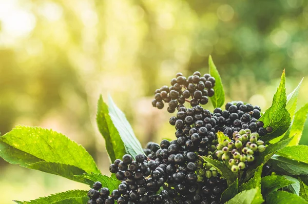 Buah-buahan elderberry hitam di taman dalam cahaya matahari (Sambucus nigra). Tetua, hitam tua Stok Gambar