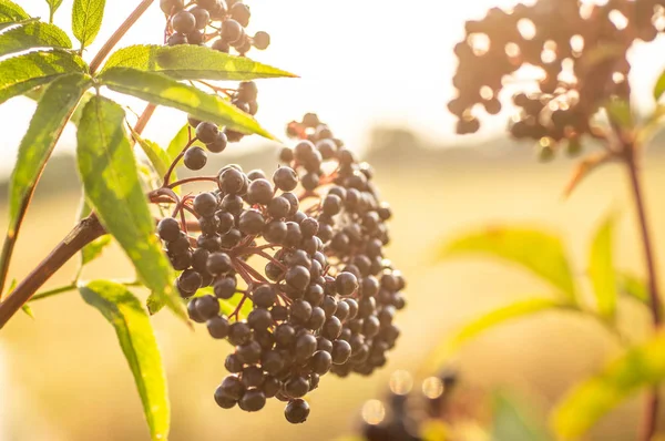 Grappes fruits sureau noir dans le jardin à la lumière du soleil (Sambucus nigra). aîné, aîné noir . — Photo