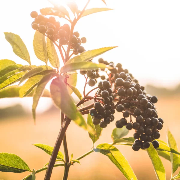 Frutta a grappolo sambuco nero in giardino alla luce del sole (Sambucus nigra). sambuco, sambuco nero . — Foto Stock