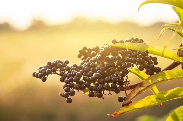 Grappes fruits sureau noir dans le jardin à la lumière du soleil (Sambucus nigra). aîné, aîné noir . — Photo