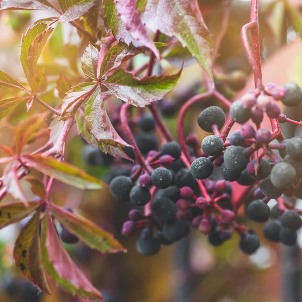 Vista autunnale delle bacche azzurre edera e fogliame rosso . — Foto Stock