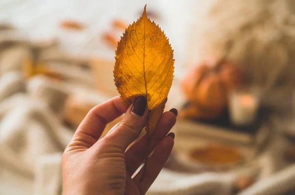 Woman holds an orange-gold autumn leaf in her hands — ストック写真