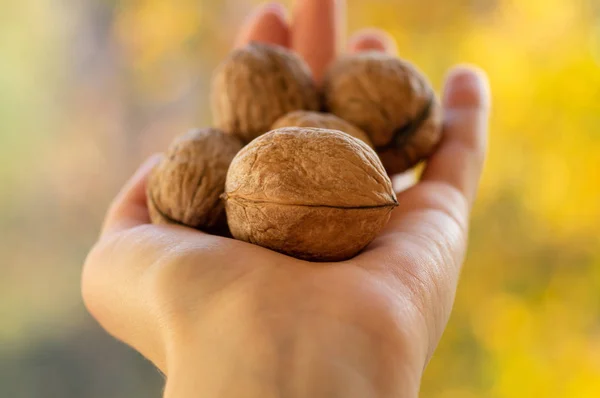Valnötter i en kvinnlig hand — Stockfoto