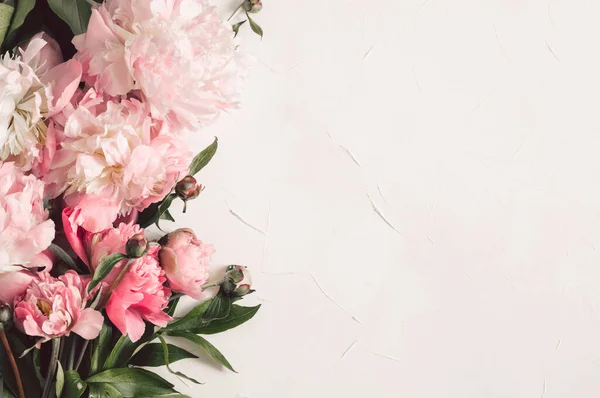 페리클레스는 다음을 가리킨다. 어떤 명절이든 아름다운 백조 꽃. — 스톡 사진