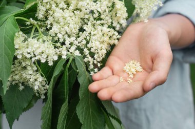 Kız bahçede yaşlı böğürtlen çiçeklerini tutuyor (Sambucus nigra). Yaşlı, siyah yaşlı çiçekler.. 