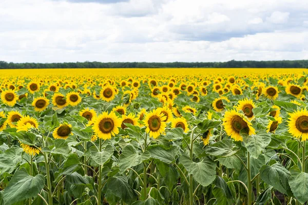 Beautiful landscape with yellow sunflowers. Sunflower field, agriculture, harvest concept.