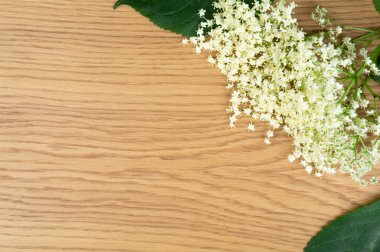 Ahşap arka planda Mürver çiçekleri. Alternatif tıp, metin veya yazıtlar için kopyalama alanı