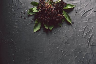 Karanlık bir arka planda meyveli siyah mürver. (Sambucus zencisi) Avrupa siyah mürver geçmişi