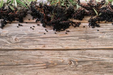Ahşap bir arka planda Avrupa kara elderberry 'si. (Sambucus zencisi). 