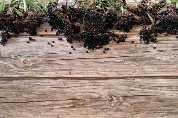 Elderberry hitam Eropa dengan latar belakang kayu. (Sambucus nigra). — Stok Foto