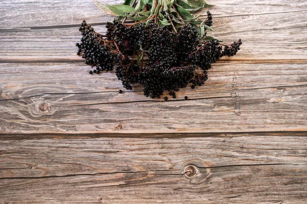 Sambuco nero europeo su uno sfondo di legno. (Sambucus nigra). — Foto Stock