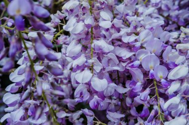 Güzel wisteria mor renkte bahar bahar aylarında bahçede çiçek çiçekler