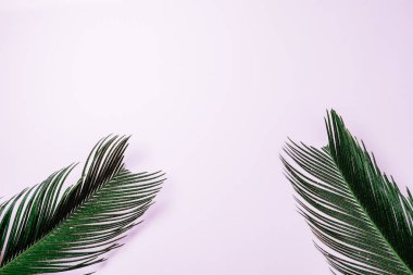 Yeşil palmiye ile en az kompozisyon, pembe arka plan bırakın. Sanat mockup kopya alanı ile; düz la