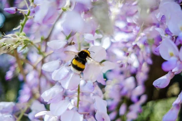 Güzel Wisteria Mor Renkte Bahar Bahar Aylarında Bahçede Çiçek Çiçekler — Stok fotoğraf