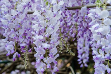 Wisteria mor renkte bahar bahar aylarında bahçede çiçek açan çiçekler kapatın. Doğa adam