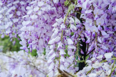 Wisteria mor renkte bahar bahar aylarında bahçede çiçek açan çiçekler kapatın. Doğa adam