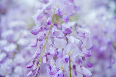 Wisteria mor renkte bahar bahar aylarında bahçede çiçek açan çiçekler kapatın. Doğa adam