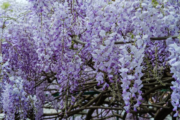 Beautiful wisteria flowers blooming in purple color in spring in spring  in the garden