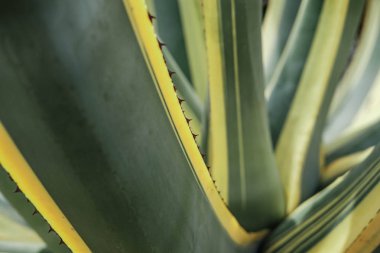 Doğal doku veya arka plan agav kaktüs yaprağı