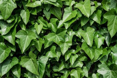 Taze yeşil yaprakları doğal doku veya arka plan