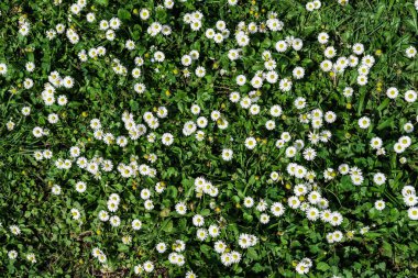 Doğal doku veya arka plan chamomiles