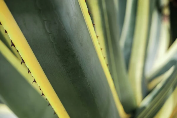Természetes Textúra Vagy Háttér Agave Kaktusz Levelek — Stock Fotó