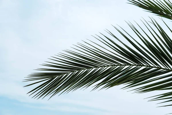 Doğal Doku Veya Arka Plan Palmiye Yaprağı — Stok fotoğraf