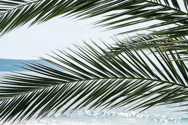Natürliche Textur Oder Hintergrund Der Palmblätter — Stockfoto