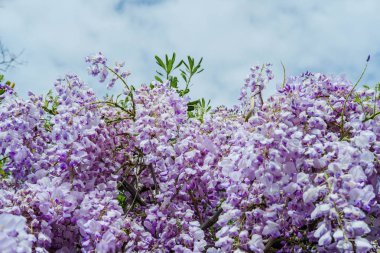 Güzel wisteria mor renkte bahar bahar aylarında bahçede çiçek çiçekler.